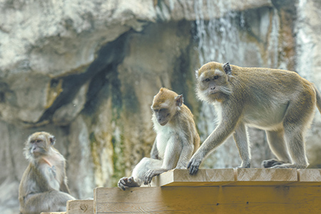 explore-macaques-450bp.jpg
