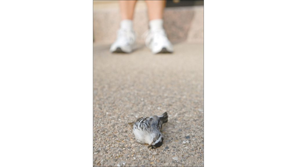 This black-and-white warbler is one of more than 860 dead birds found downtown by the Amos W. Butler Audubon Society since 2009.