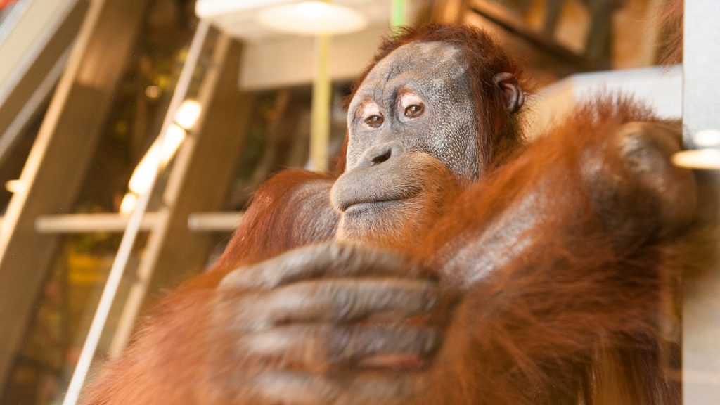The $26 million Simon Skjodt International Orangutan Center, permanent home to eight apes, opened in May to great fanfare. The resulting attendance spike has yet to abate.