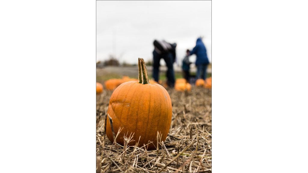 FFA students sell the pumpkins as a fundraiser.