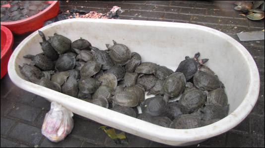 Soft-shell turtles are eaten widely in China, often in stew. They were sold at several stands at a Shanghai street market.