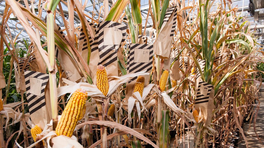 Beck's Hybrids employees manually pollinate corn varieties grown in its greenhouses, using striped bags to keep track of what was done when.