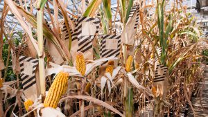 Beck's Hybrids employees manually pollinate corn varieties grown in its greenhouses, using striped bags to keep track of what was done when.