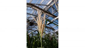 Tassels produce the pollen used to fertilize corn silk, producing seeds.