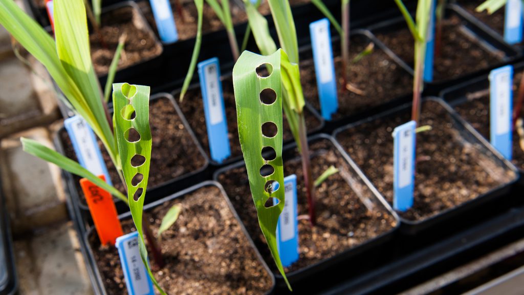Researchers take small samples of seedling to test their genetic composition.
