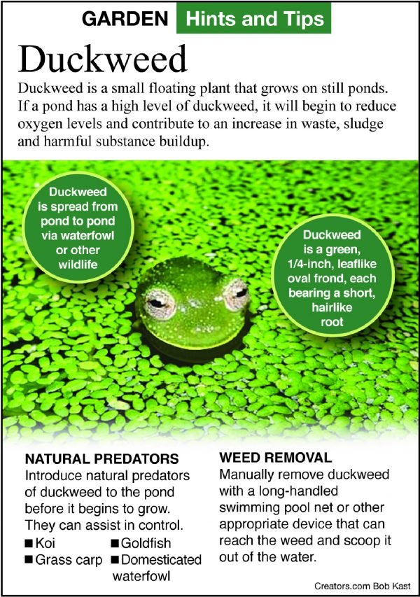 Gardening: Duckweed has its positives, negatives for ponds—but can be ...