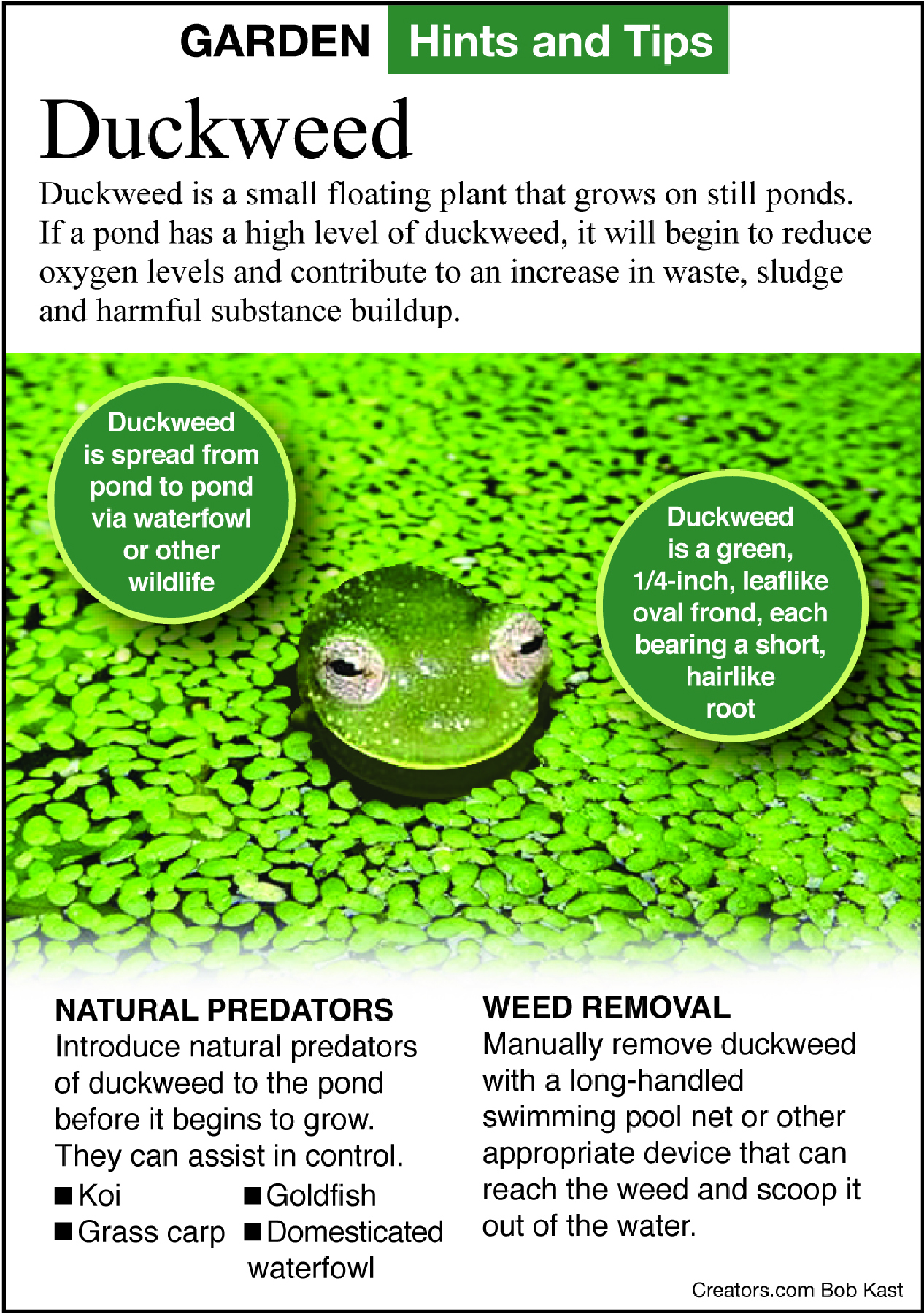 Gardening Duckweed Has Its Positives Negatives For Ponds But Can Be Controlled Indianapolis Business Journal