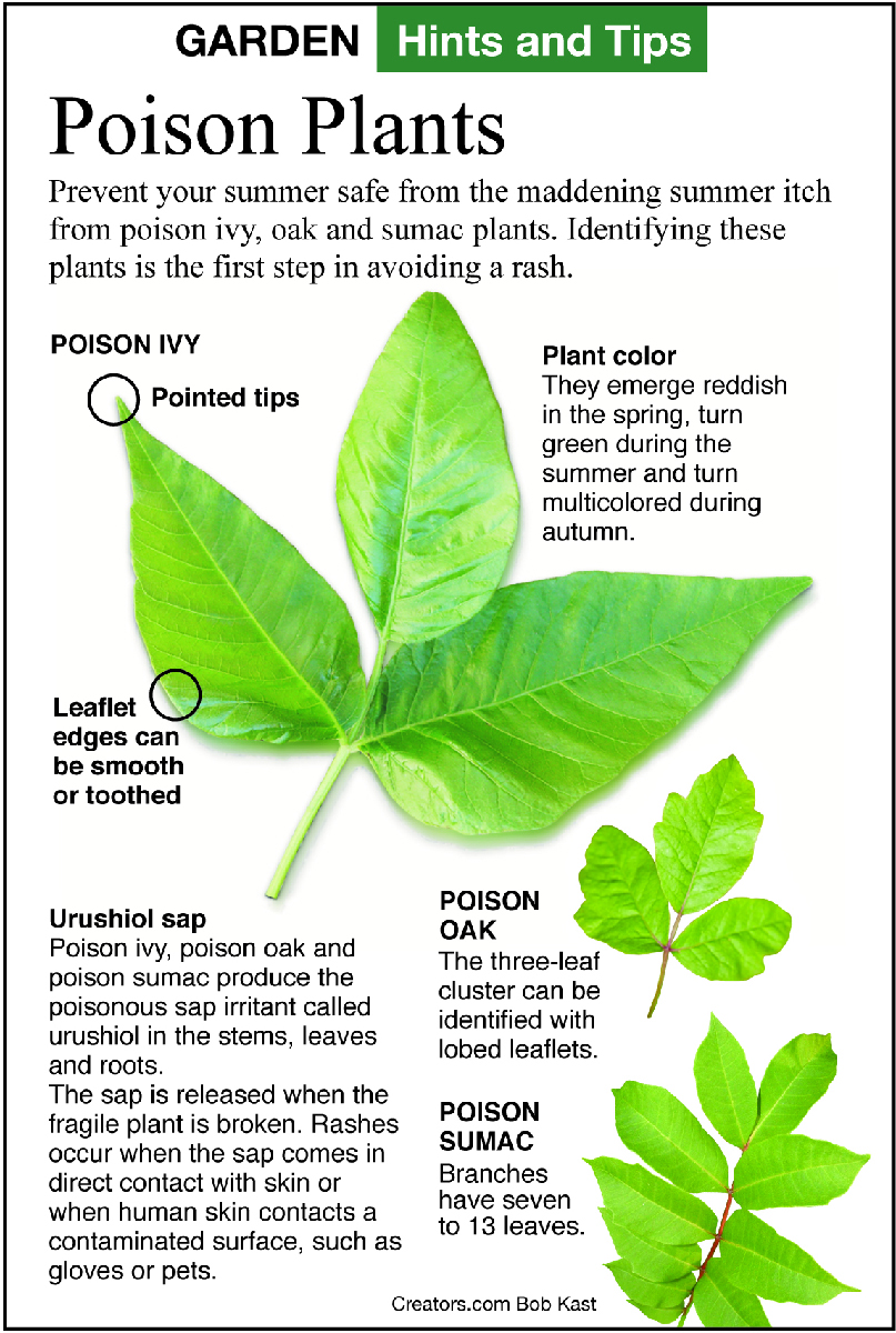 Poison ivy, Description & Poison