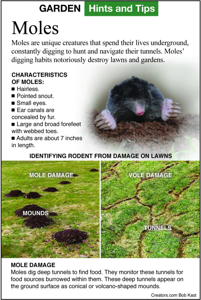 Eliminate Moles from Your Backyard and Garden with These Tips