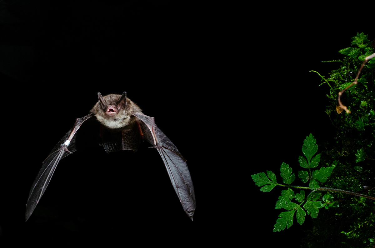 Nature Conservancy finds new way to protect bat habitat from wind farms