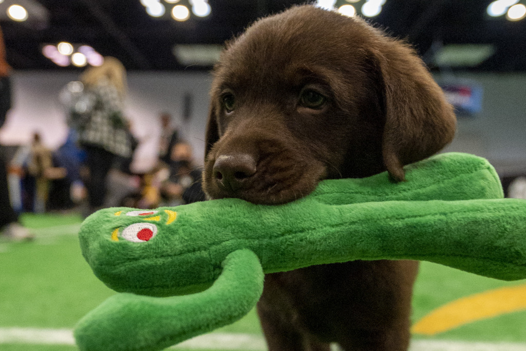 Playoff Fan Central open Saturday through Monday at convention center –  Indianapolis Business Journal