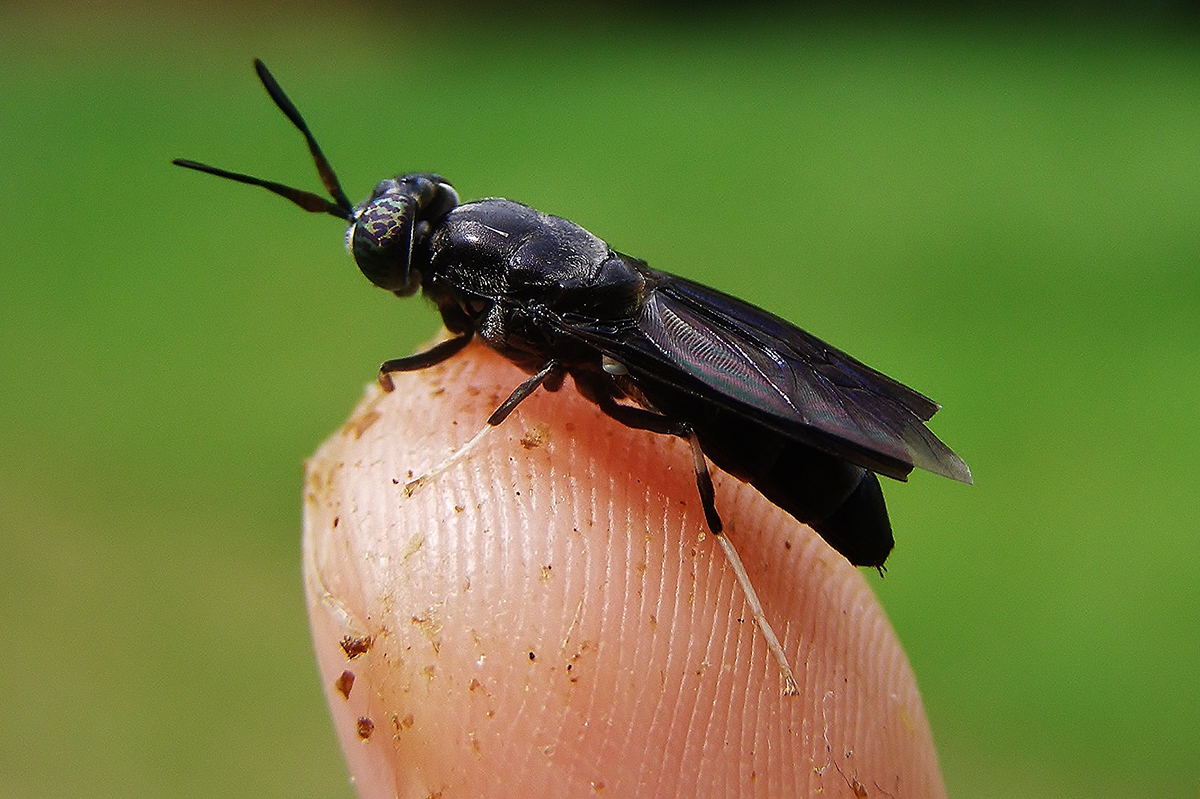 The Battle Against Pantry Beetles: Strategies For Success In Your  Massachusetts Home