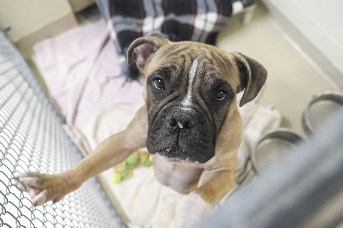 Bill pits animal welfare activists against breeders and pet stores