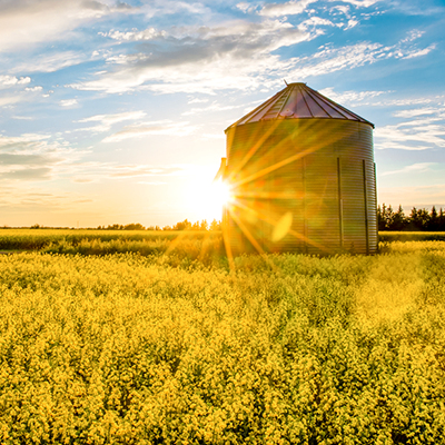 A shining sun behind a silo in the middle of a field of Rapeseed