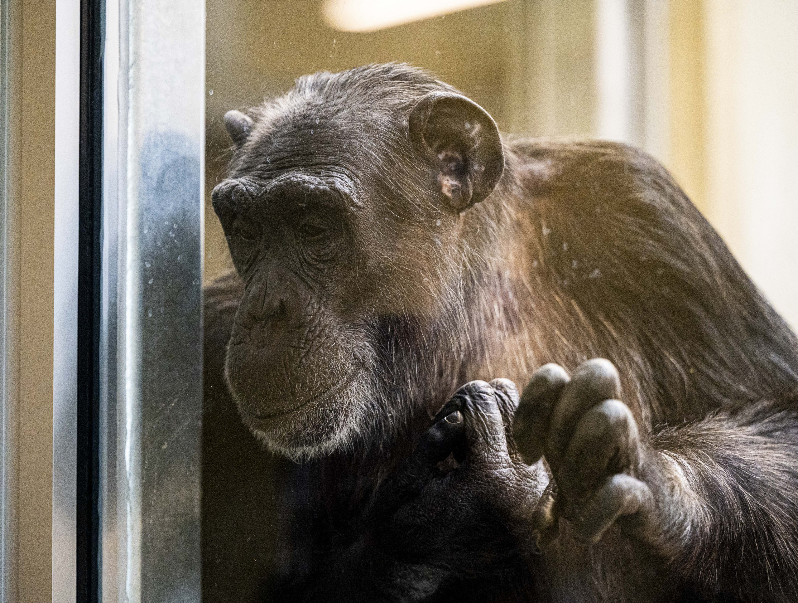 Photo gallery: Indianapolis Zoo chimpanzee exhibit set for May debut – Indianapolis Business Journal