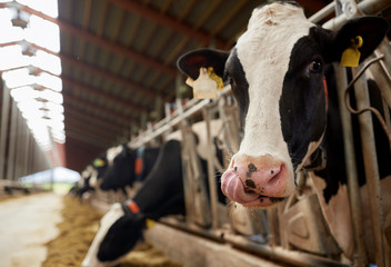 Elanco to launch product that reduces dairy cattle methane emissions