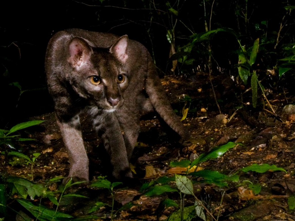 AFRICAN GOLDEN CAT