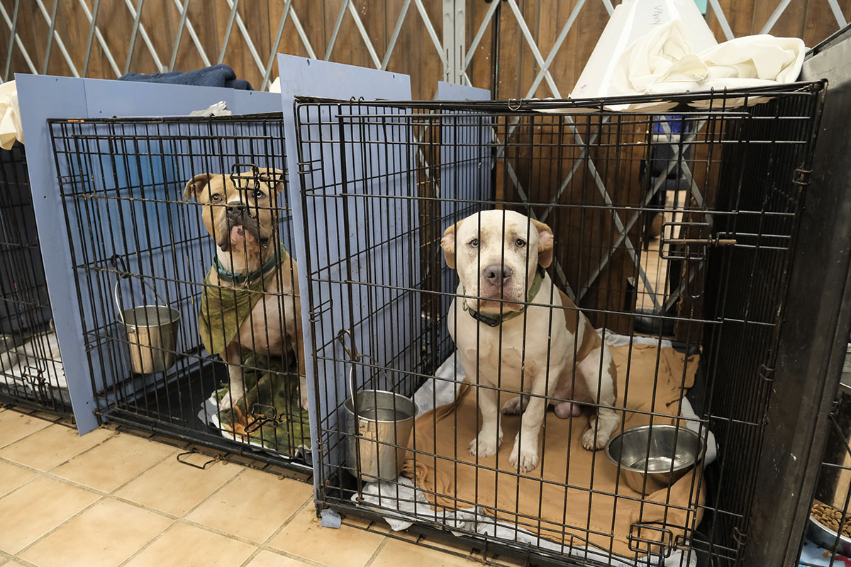 Mayor, council to find another candidate to lead Indianapolis Animal Care Services
