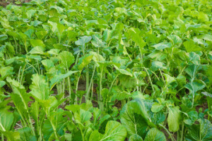 Specialty farmers adapt harvests, protect crops in face of extreme heat